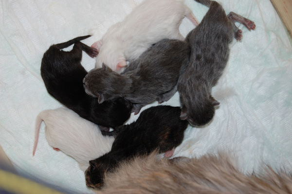 wenige Stunden auf der Welt.jpg